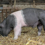 pigs-5240702_640